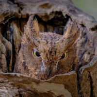 Madagascar Scops-Owl